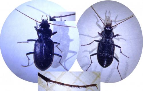 Réf. 242 575 : Nebria salina